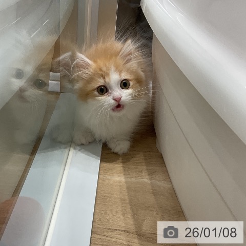 愛知県のミヌエット (ペットプラス ナゴヤドーム前店/2025年10月26日生まれ/男の子/レッドタビーホワイト)の子猫の4枚目の画像