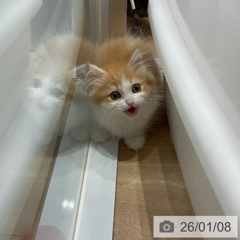 愛知県のミヌエット (ペットプラス ナゴヤドーム前店/2025年10月26日生まれ/男の子/レッドタビーホワイト)の子猫の3枚目の画像