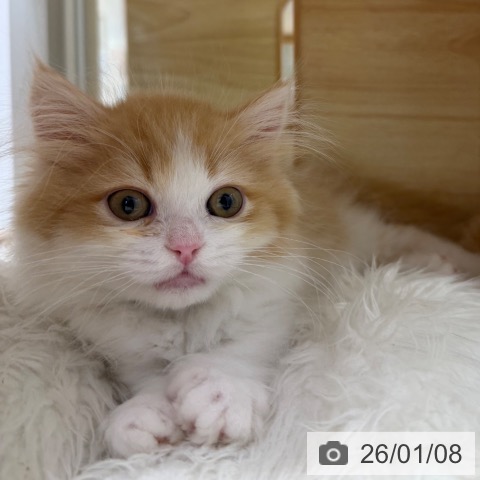 愛知県のミヌエット (ペットプラス ナゴヤドーム前店/2025年10月26日生まれ/男の子/レッドタビーホワイト)の子猫の4枚目の画像