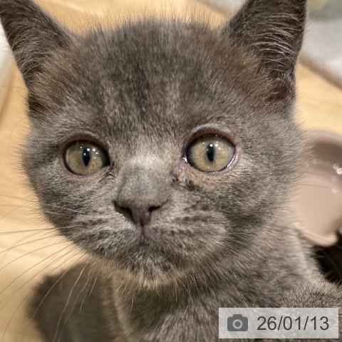 愛知県のブリティッシュショートヘアー (ペットプラス 則武新町店/2025年11月6日生まれ/男の子/ブルー)の子猫の4枚目の画像