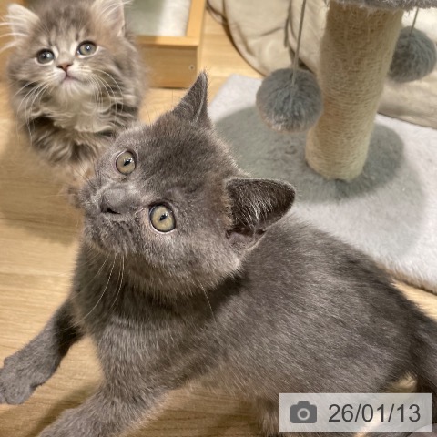 愛知県のブリティッシュショートヘアー (ペットプラス 則武新町店/2025年11月6日生まれ/男の子/ブルー)の子猫の3枚目の画像