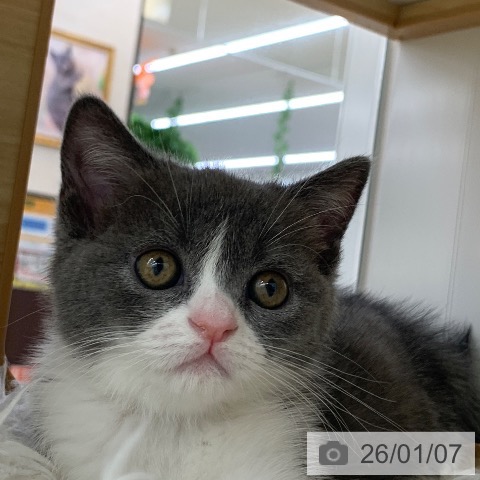 岐阜県のブリティッシュショートヘアー (ペットプラス 光ケ丘店/2025年11月6日生まれ/女の子/ブルーホワイト)の子猫の4枚目の画像