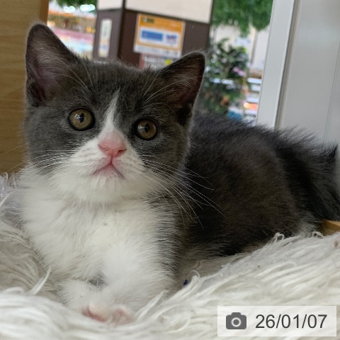 岐阜県のブリティッシュショートヘアー (ペットプラス 光ケ丘店/2025年11月6日生まれ/女の子/ブルーホワイト)の子猫の3枚目の画像