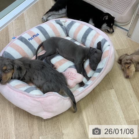 愛知県のイタリアングレーハウンド (ペットプラス mozoワンダーシティ店/2025年11月7日生まれ/女の子/ブルー)の子犬の4枚目の画像