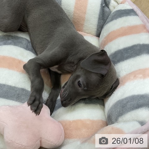 愛知県のイタリアングレーハウンド (ペットプラス mozoワンダーシティ店/2025年11月7日生まれ/女の子/ブルー)の子犬の3枚目の画像