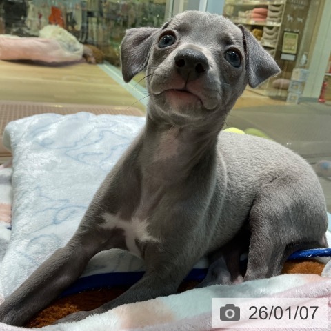 愛知県のイタリアングレーハウンド (ペットプラス 岡崎店/2025年11月7日生まれ/女の子/ブルー)の子犬の3枚目の画像