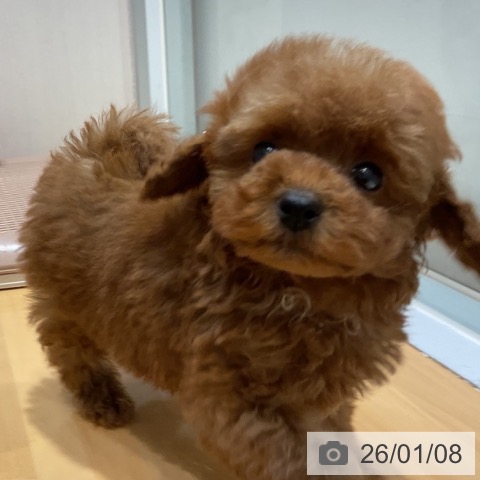 奈良県のトイプードル(トイ) (ペットプラス 大和郡山店/2025年11月7日生まれ/男の子/レッド)の子犬の4枚目の画像