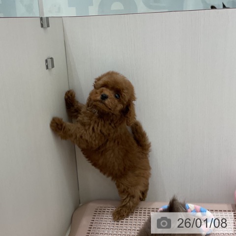 奈良県のトイプードル(トイ) (ペットプラス 大和郡山店/2025年11月7日生まれ/男の子/レッド)の子犬の3枚目の画像