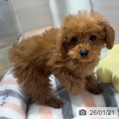 兵庫県のトイプードル(トイ) (ペットプラス 神戸三宮店/2025年11月7日生まれ/男の子/レッド)の子犬の4枚目の画像