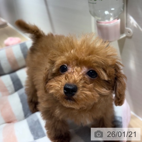 兵庫県のトイプードル(トイ) (ペットプラス 神戸三宮店/2025年11月7日生まれ/男の子/レッド)の子犬の3枚目の画像