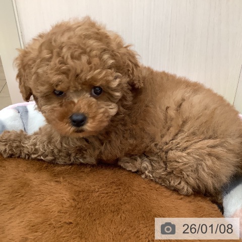 大阪府のトイプードル(トイ) (ペットプラス 鶴見店/2025年11月7日生まれ/女の子/レッド)の子犬の4枚目の画像