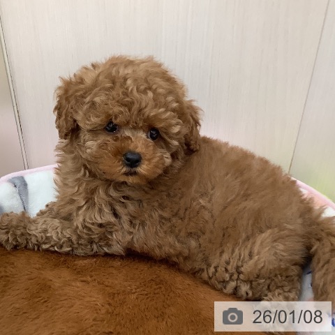 大阪府のトイプードル(トイ) (ペットプラス 鶴見店/2025年11月7日生まれ/女の子/レッド)の子犬の3枚目の画像