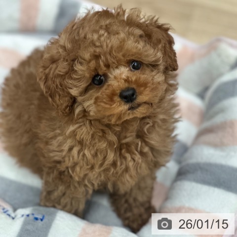 大阪府のトイプードル(トイ) (ペットプラス 鶴見店/2025年11月7日生まれ/女の子/レッド)の子犬の3枚目の画像