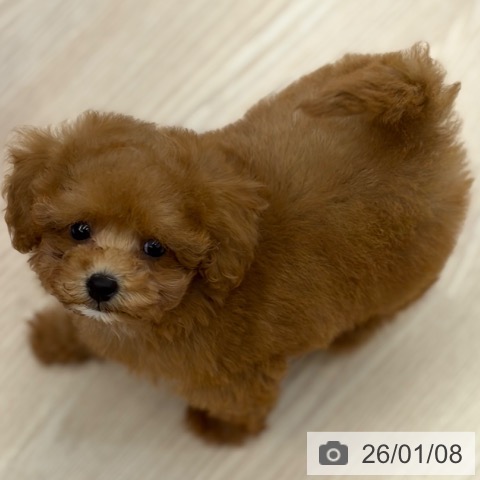 京都府のトイプードル(トイ) (ペットプラス 京都桂川店/2025年11月7日生まれ/女の子/レッド)の子犬の3枚目の画像