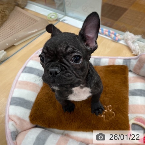 京都府のフレンチブルドッグ (ペットプラス 醍醐店/2025年11月6日生まれ/女の子/ブリンドル)の子犬の4枚目の画像