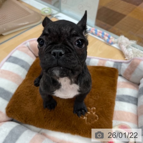 京都府のフレンチブルドッグ (ペットプラス 醍醐店/2025年11月6日生まれ/女の子/ブリンドル)の子犬の3枚目の画像