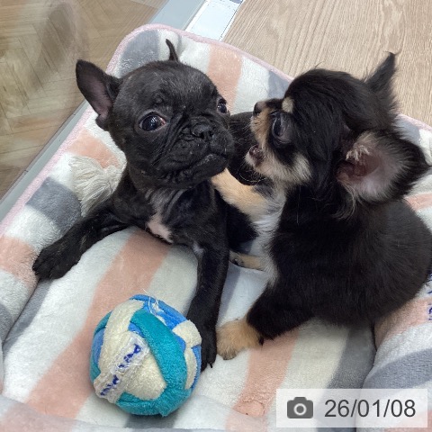 大阪府のフレンチブルドッグ (ペットプラス ららぽーと和泉店/2025年11月6日生まれ/女の子/ブリンドル)の子犬の4枚目の画像