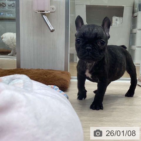 大阪府のフレンチブルドッグ (ペットプラス ららぽーと和泉店/2025年11月6日生まれ/女の子/ブリンドル)の子犬の3枚目の画像