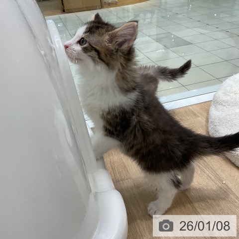 愛知県のノルウェージャンフォレストキャット (ペットプラス ナゴヤドーム前店/2025年11月7日生まれ/男の子/ブラウンタビーホワイト)の子猫の4枚目の画像