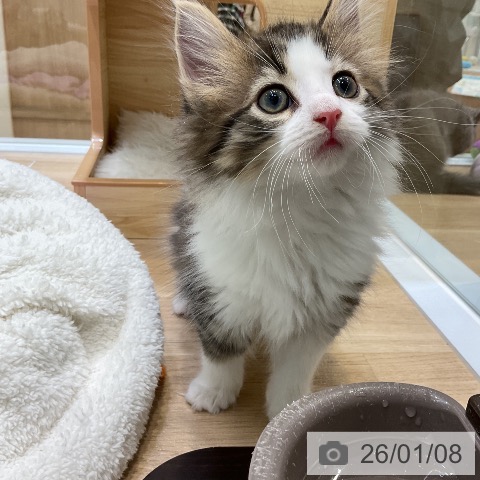 愛知県のノルウェージャンフォレストキャット (ペットプラス ナゴヤドーム前店/2025年11月7日生まれ/男の子/ブラウンタビーホワイト)の子猫の3枚目の画像