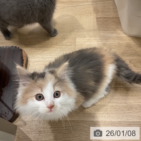 愛知県のノルウェージャンフォレストキャット (ペットプラス ナゴヤドーム前店/2025年11月7日生まれ/女の子/ダイリュートキャリコ)の子猫の4枚目の画像