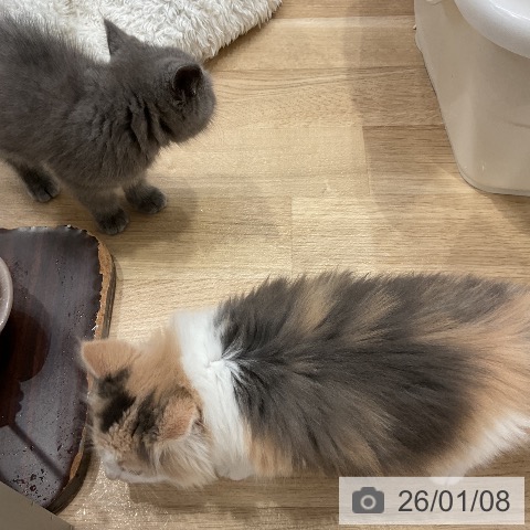 愛知県のノルウェージャンフォレストキャット (ペットプラス ナゴヤドーム前店/2025年11月7日生まれ/女の子/ダイリュートキャリコ)の子猫の3枚目の画像