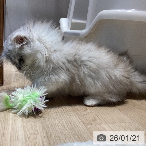 岐阜県のミヌエット (ペットプラス 各務原店/2025年10月30日生まれ/女の子/シルバータビー)の子猫の4枚目の画像