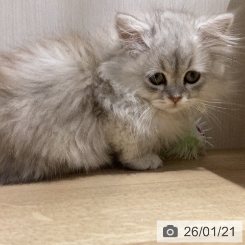 岐阜県のミヌエット (ペットプラス 各務原店/2025年10月30日生まれ/女の子/シルバータビー)の子猫の3枚目の画像