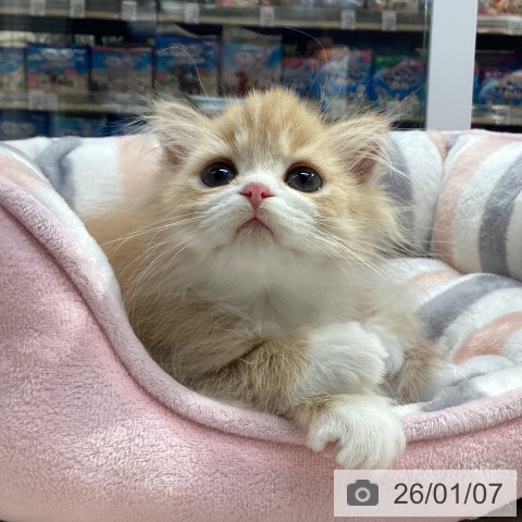 愛知県のスコティッシュフォールド (ペットプラス イオンモール長久手店/2025年10月20日生まれ/男の子/レッドタビーホワイト)の子猫の4枚目の画像