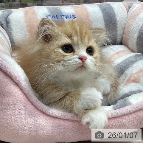 愛知県のスコティッシュフォールド (ペットプラス イオンモール長久手店/2025年10月20日生まれ/男の子/レッドタビーホワイト)の子猫の3枚目の画像