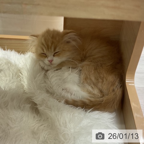 愛知県のスコティッシュフォールド (ペットプラス イオンモール長久手店/2025年10月20日生まれ/男の子/レッドタビーホワイト)の子猫の3枚目の画像