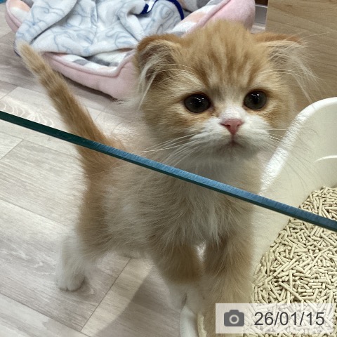 愛知県のスコティッシュフォールド (ペットプラス イオンモール長久手店/2025年10月20日生まれ/男の子/レッドタビーホワイト)の子猫の3枚目の画像