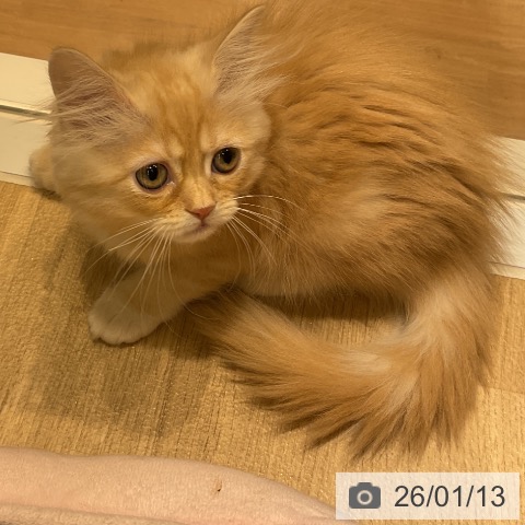 愛知県のミヌエット (ペットプラス イオンモール豊川店/2025年10月30日生まれ/女の子/クリームタビーホワイト)の子猫の4枚目の画像