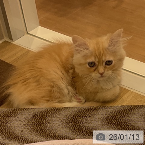 愛知県のミヌエット (ペットプラス イオンモール豊川店/2025年10月30日生まれ/女の子/クリームタビーホワイト)の子猫の3枚目の画像