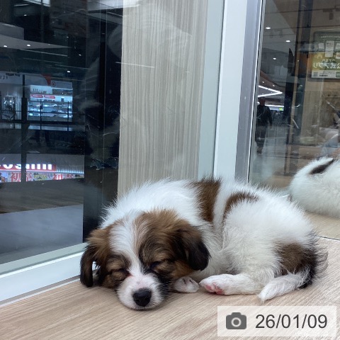 石川県のパピヨン (ペットプラス 白山店/2025年11月9日生まれ/男の子/ホワイトブラウン)の子犬の4枚目の画像