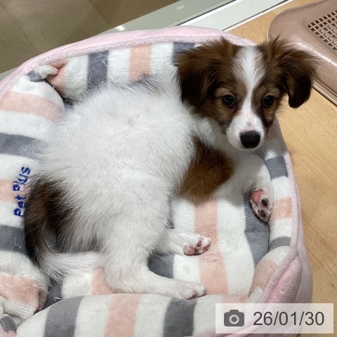 パピヨンの写真