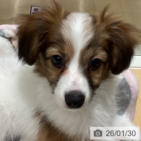 パピヨンの写真