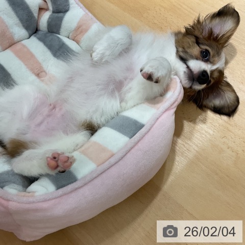 パピヨンの写真