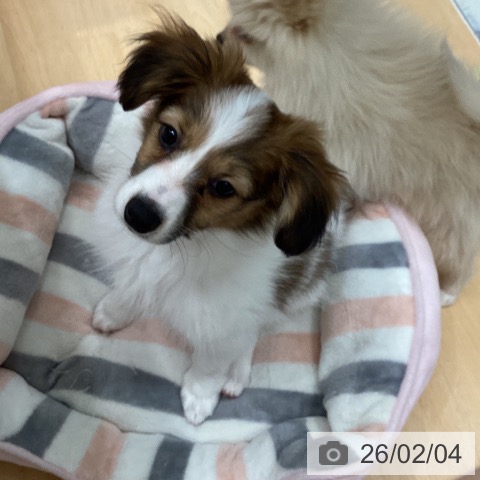 パピヨンの写真