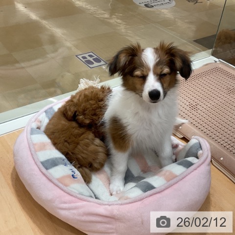 パピヨンの写真