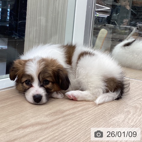 パピヨンの写真