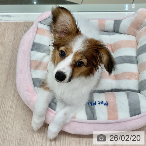 パピヨンの写真