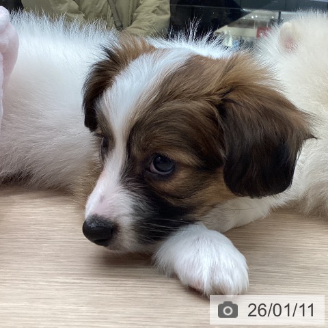 石川県のパピヨン (ペットプラス 新小松店/2025年11月9日生まれ/男の子/ホワイトブラウン)の子犬の4枚目の画像