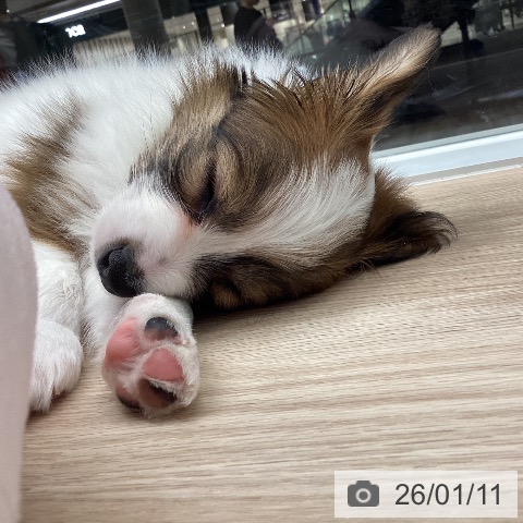 石川県のパピヨン (ペットプラス 白山店/2025年11月9日生まれ/男の子/ホワイトブラウン)の子犬の3枚目の画像