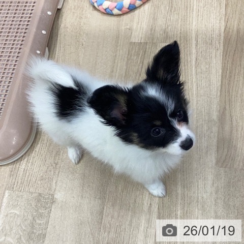 パピヨンの写真