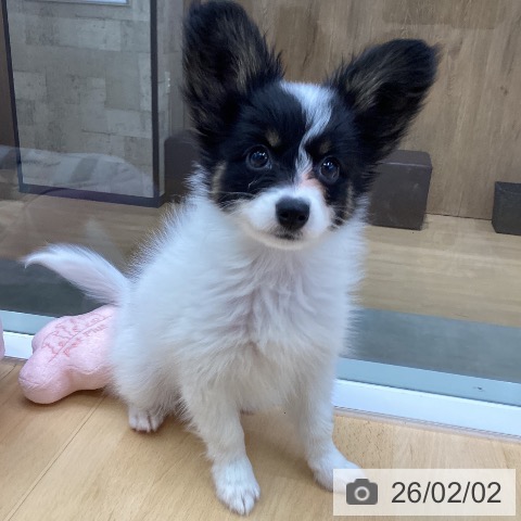 パピヨンの写真