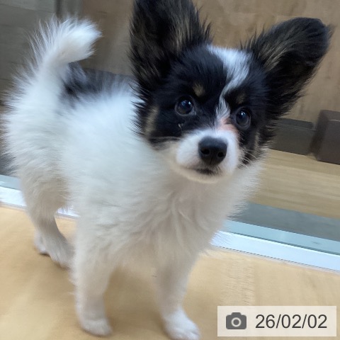 パピヨンの写真