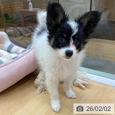 パピヨンの写真