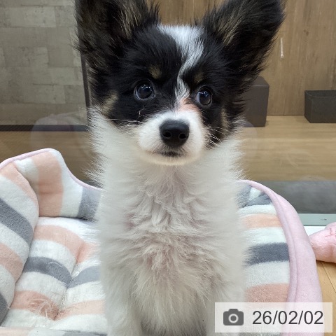 パピヨンの写真