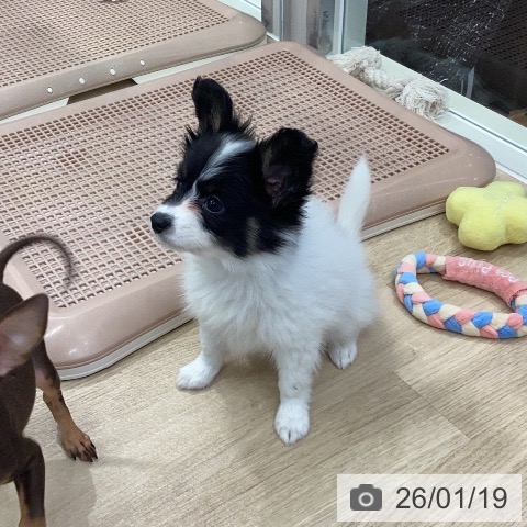 パピヨンの写真